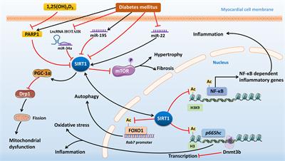 Epigenetic Regulation Associated With Sirtuin 1 in Complications of Diabetes Mellitus